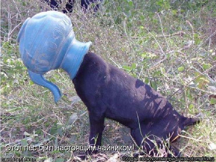 Этот пёс был настоящим чайником!... Котоматрица: Этот пёс был настоящим чайником!