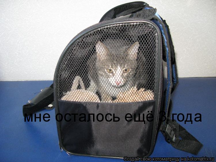 мне осталось ещё 3 года... Котоматрица: мне осталось ещё 3 года