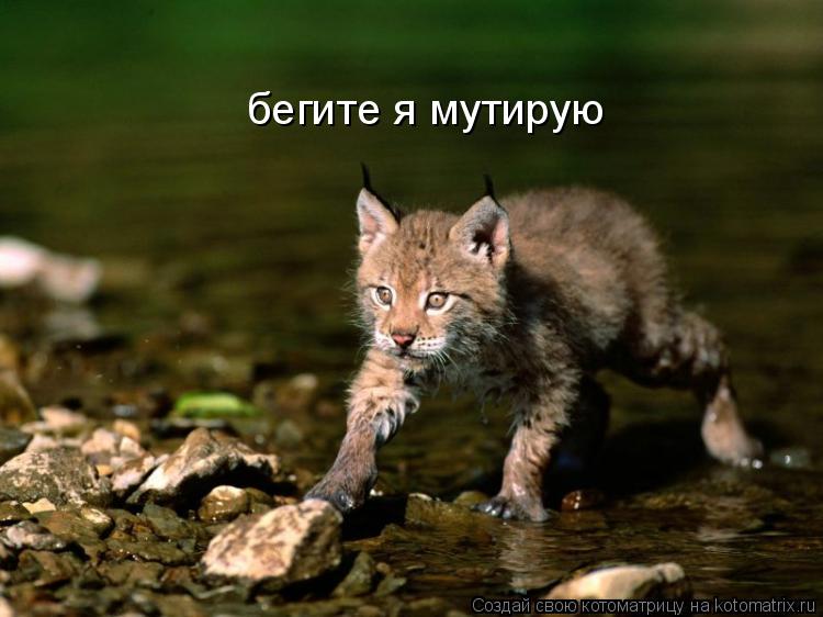 бегите я мутирую... Котоматрица: бегите я мутирую