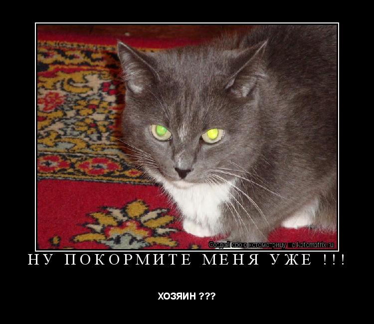 Ну покормите меня уже !!! ХОЗЯИН ???... Котоматрица: Ну покормите меня уже !!! ХОЗЯИН ???