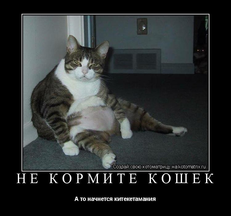 Не кормите кошек А то начнется китекетамания... Котоматрица: Не кормите кошек А то начнется китекетамания