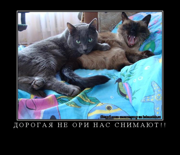 Дорогая не ори нас снимают!! ... Котоматрица: Дорогая не ори нас снимают!!