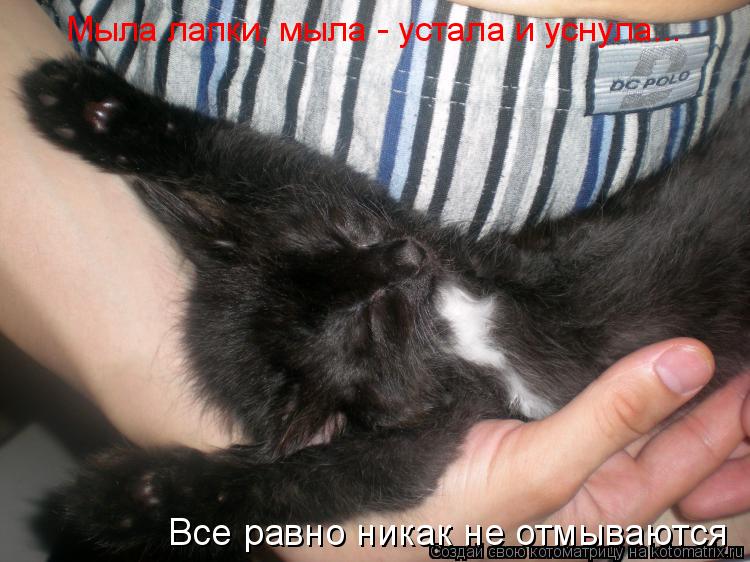 Мыла лапки, мыла - устала и уснула... Все равно никак не отмываются... Котоматрица: Мыла лапки, мыла - устала и уснула... Все равно никак не отмываются