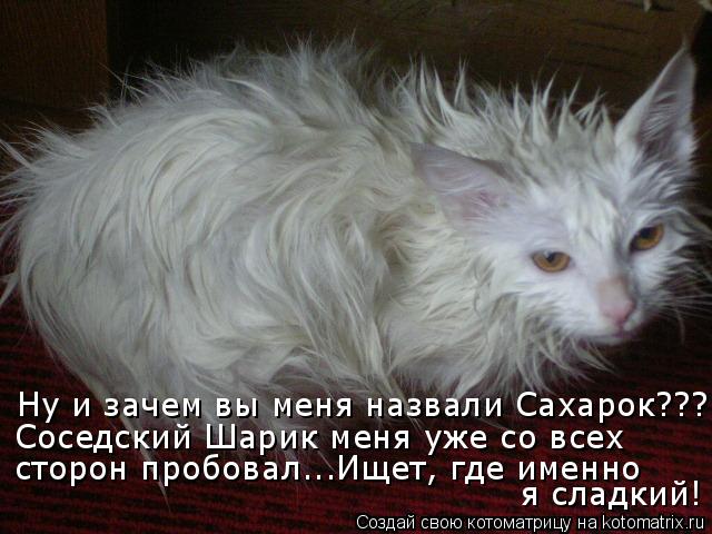 Ну и зачем вы меня назвали Сахарок??? Соседский Шарик меня уже со всех сторон пробовал...Ищет, где им... Котоматрица: Ну и зачем вы меня назвали Сахарок??? Соседский Шарик меня уже со всех сторон пробовал...Ищет, где именно я сладкий!