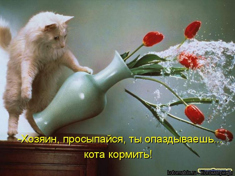 Котоматрица: -Хозяин, просыпайся, ты опаздываешь... кота кормить!
