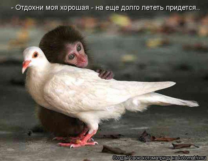 - Отдохни моя хорошая - на еще долго лететь придется..... Котоматрица: - Отдохни моя хорошая - на еще долго лететь придется..