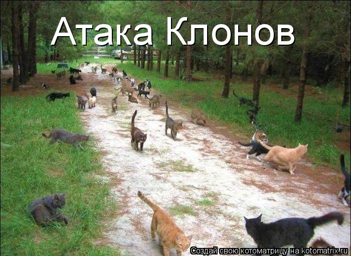 Атака Клонов... Котоматрица: Атака Клонов