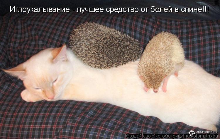 Иглоукалывание - лучшее средство от болей в спине!!!... Котоматрица: Иглоукалывание - лучшее средство от болей в спине!!!