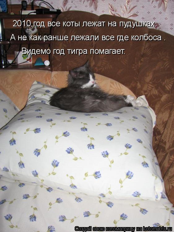 2010 год все коты лежат на пудушках. А не как ранше лежали все где колбоса . Видемо год тигра помагае... Котоматрица: 2010 год все коты лежат на пудушках. А не как ранше лежали все где колбоса . Видемо год тигра помагает.
