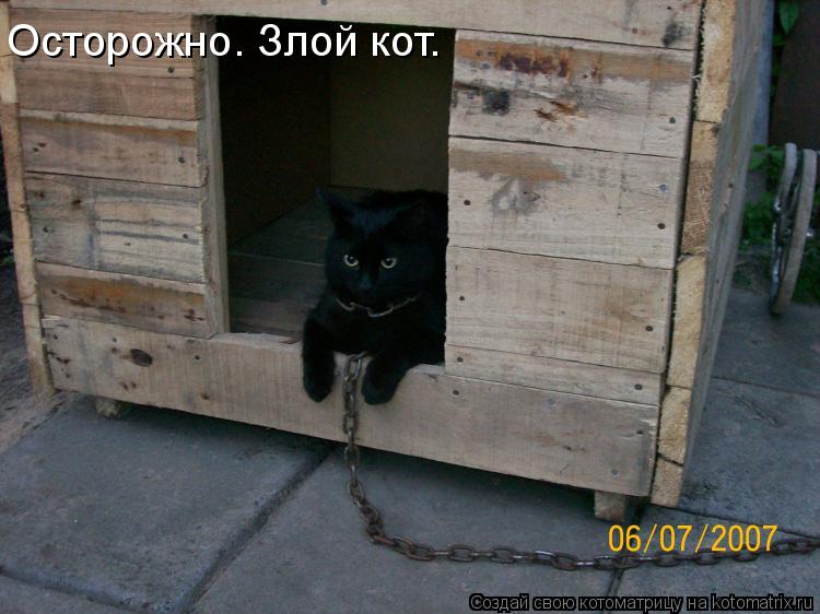 Осторожно. Злой кот.... Котоматрица: Осторожно. Злой кот.