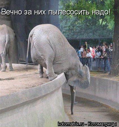 Вечно за них пылесосить надо!... Котоматрица: Вечно за них пылесосить надо!