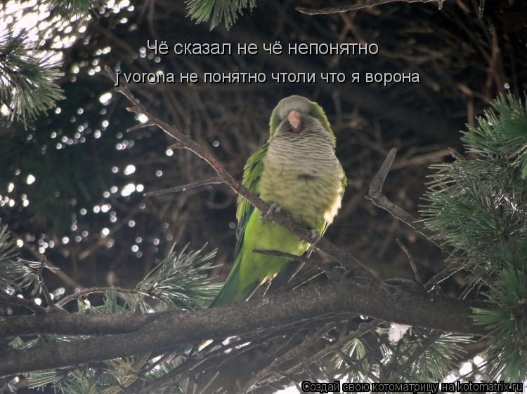 Чё сказал не чё непонятно j vorona не понятно чтоли что я ворона... Котоматрица: Чё сказал не чё непонятно j vorona не понятно чтоли что я ворона