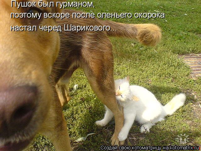 Пушок был гурманом, ... Котоматрица: Пушок был гурманом, поэтому вскоре после оленьего окорока