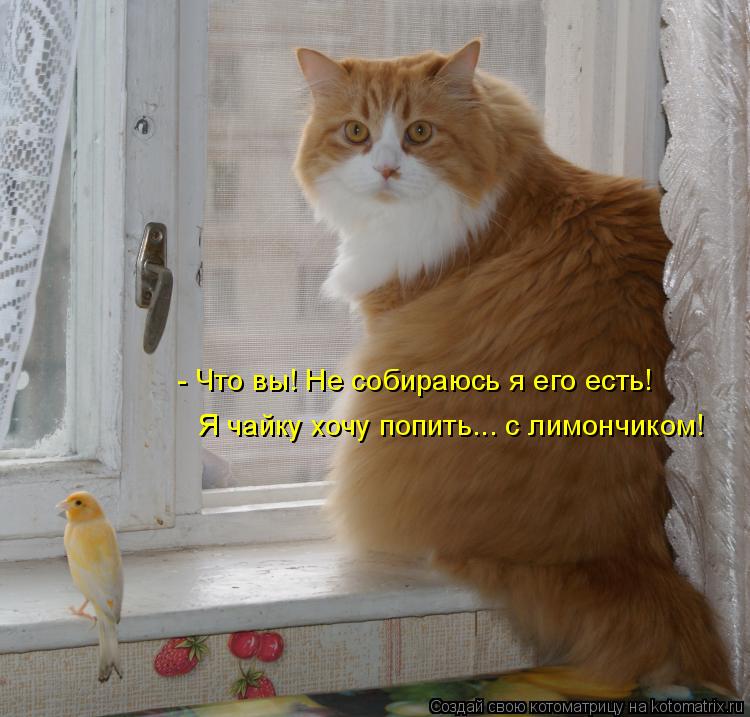 - Что вы! Не собираюсь я его есть! Я чайку хочу попить... с лимончиком!... Котоматрица: - Что вы! Не собираюсь я его есть! Я чайку хочу попить... с лимончиком!
