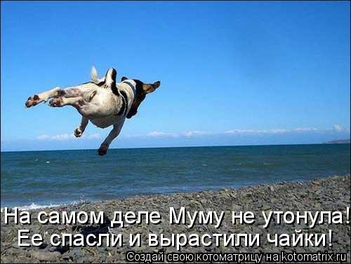 Ее спасли и вырастили чайки! На самом деле Муму не утонула!... Котоматрица: Ее спасли и вырастили чайки! На самом деле Муму не утонула!