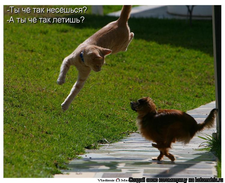 -Ты чё так несёшься? -А ты чё так летишь?... Котоматрица: -Ты чё так несёшься? -А ты чё так летишь?
