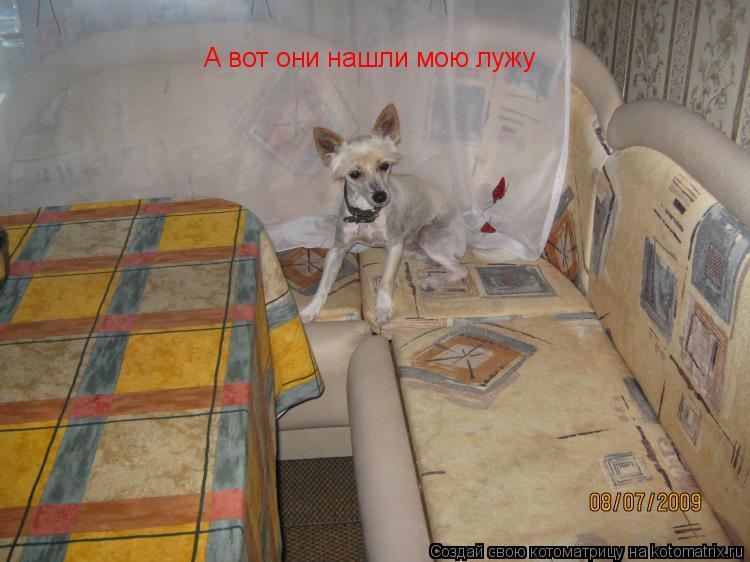 А вот они нашли мою лужу... Котоматрица: А вот они нашли мою лужу