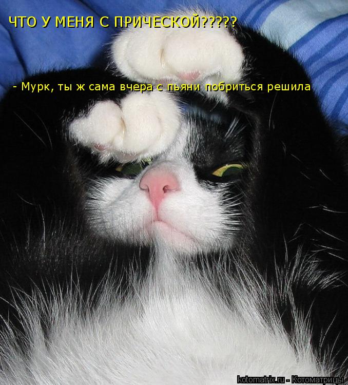 ЧТО У МЕНЯ С ПРИЧЕСКОЙ????? - Мурк, ты ж сама вчера с пьяни побриться решила... Котоматрица: ЧТО У МЕНЯ С ПРИЧЕСКОЙ????? - Мурк, ты ж сама вчера с пьяни побриться решила