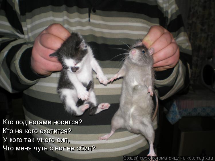 Кто под ногами носится? Кто на кого охотится? У кого так много сил, Что меня чуть с ног не сбил?... Котоматрица: Кто под ногами носится? Кто на кого охотится? У кого так много сил, Что меня чуть с ног не сбил?