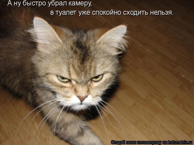 А ну быстро убрал камеру, в туалет уже спокойно сходить нельзя.... Котоматрица: А ну быстро убрал камеру, в туалет уже спокойно сходить нельзя.