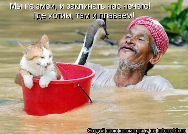 Мы не змеи, и заклинать нас нечего! Где хотим, там и плаваем!... Котоматрица: Мы не змеи, и заклинать нас нечего! Где хотим, там и плаваем!
