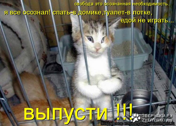 свобода это осознанная необходимость.. я все осознал! спать-в домике,туалет-в лотке, едой не играть..... Котоматрица: свобода это осознанная необходимость.. я все осознал! спать-в домике,туалет-в лотке, едой не играть... выпусти !!!