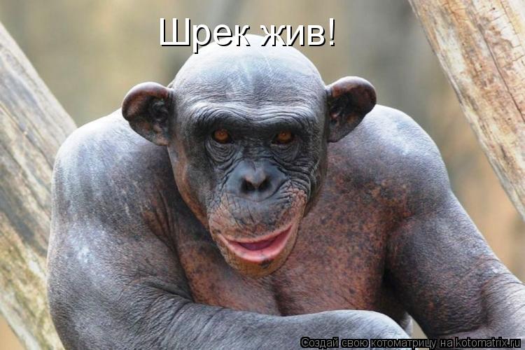 Шрек жив!... Котоматрица: Шрек жив!