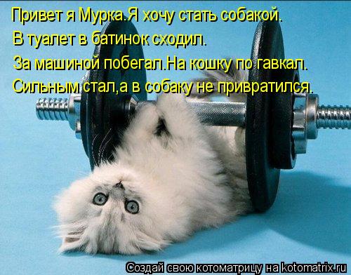 Привет я Мурка.Я хочу стать собакой. В туалет в батинок сходил. За машиной побегал.На кошку по гавкал... Котоматрица: Привет я Мурка.Я хочу стать собакой. В туалет в батинок сходил. За машиной побегал.На кошку по гавкал. Сильным стал,а в собаку не привратился.