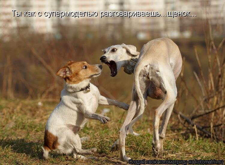 Ты как с супермоделью разговариваешь...щенок...... Котоматрица: Ты как с супермоделью разговариваешь...щенок...
