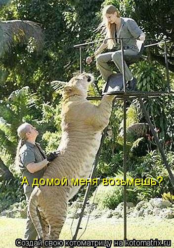 А домой меня возьмешь?... Котоматрица: А домой меня возьмешь?