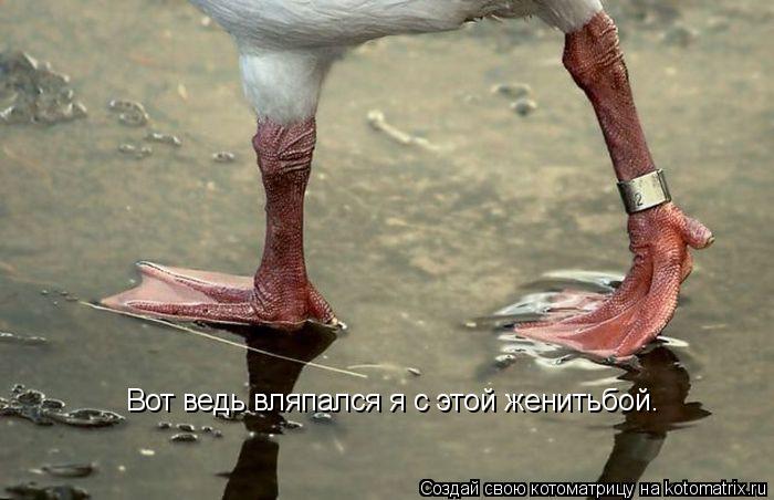 Вот ведь вляпался я с этой женитьбой.... Котоматрица: Вот ведь вляпался я с этой женитьбой.