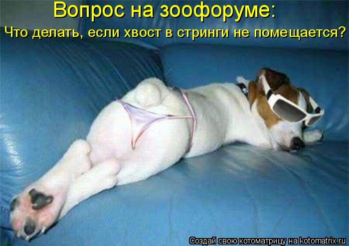 Вопрос на зоофоруме: Что делать, если хвост в стринги не помещается?... Котоматрица: Вопрос на зоофоруме: Что делать, если хвост в стринги не помещается?