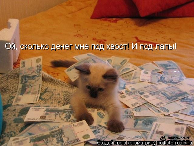 Ой, сколько денег мне под хвост! И под лапы!... Котоматрица: Ой, сколько денег мне под хвост! И под лапы!