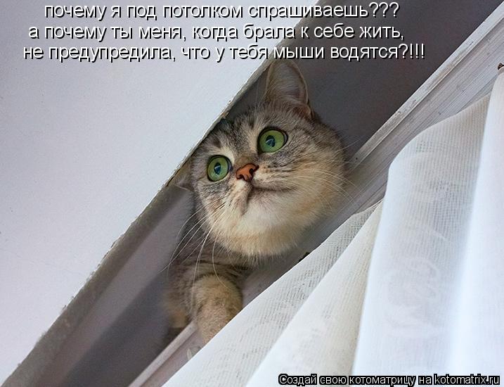 почему я под потолком спрашиваешь??? а почему ты меня, когда брала к себе жить, не предупредила, что... Котоматрица: почему я под потолком спрашиваешь??? а почему ты меня, когда брала к себе жить, не предупредила, что у тебя мыши водятся?!!!