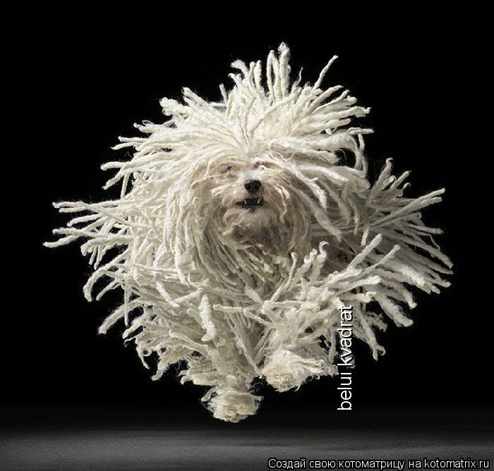 Tim Flach’s Gods Dogs. book cover. I now know what I’m getting my mum