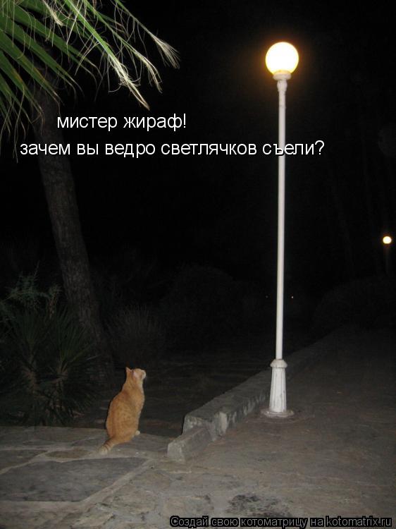 мистер жираф! зачем вы ведро светлячков съели?... Котоматрица: мистер жираф! зачем вы ведро светлячков съели?