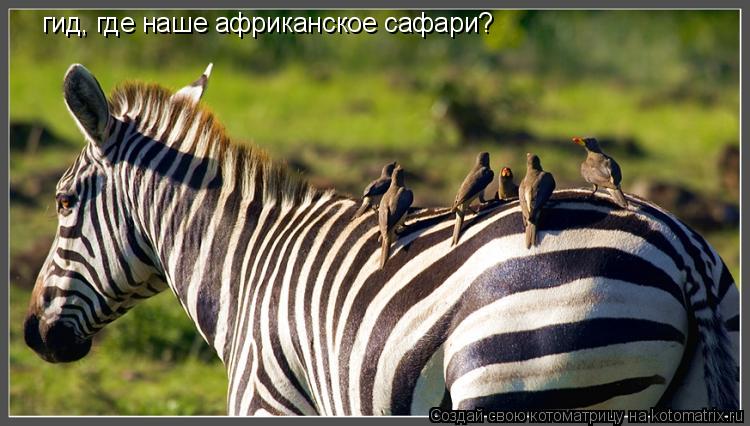 гид, где наше африканское сафари?... Котоматрица: гид, где наше африканское сафари?