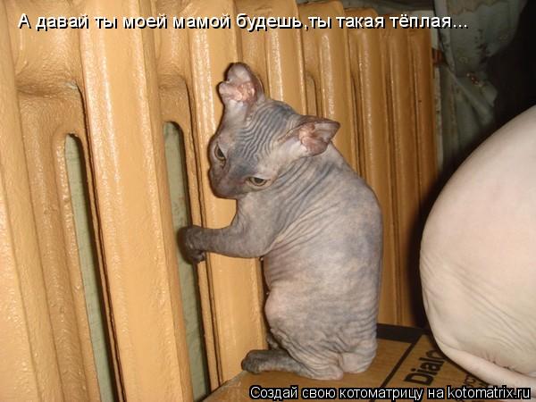А давай ты моей мамой будешь,ты такая тёплая...... Котоматрица: А давай ты моей мамой будешь,ты такая тёплая...