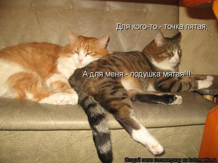 Для кого-то - точка пятая, А для меня - подушка мятая!!!... Котоматрица: Для кого-то - точка пятая, А для меня - подушка мятая!!!