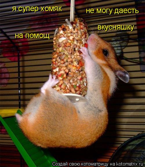 я супер хомяк на помощ не могу даесть вкусняшку... Котоматрица: я супер хомяк на помощ не могу даесть вкусняшку