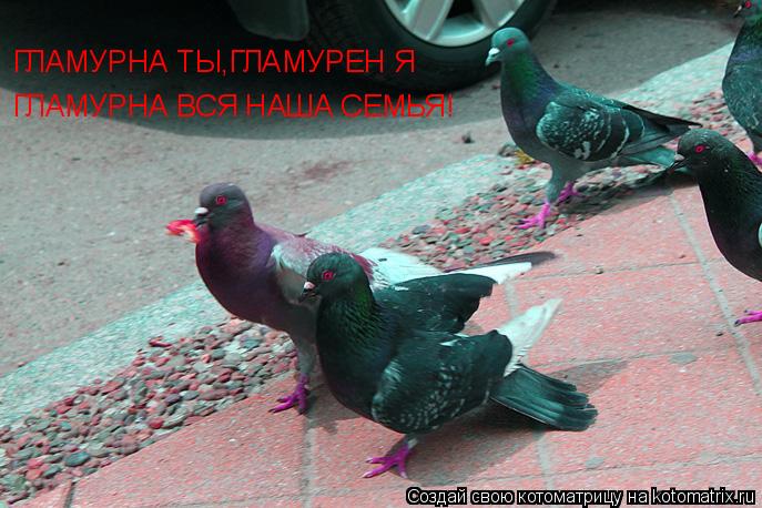 ГЛАМУРНА ТЫ,ГЛАМУРЕН Я ГЛАМУРНА ВСЯ НАША СЕМЬЯ!... Котоматрица: ГЛАМУРНА ТЫ,ГЛАМУРЕН Я ГЛАМУРНА ВСЯ НАША СЕМЬЯ!