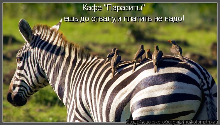 Кафе "Паразиты" ешь до отвалу,и платить не надо!... Котоматрица: Кафе "Паразиты" ешь до отвалу,и платить не надо!
