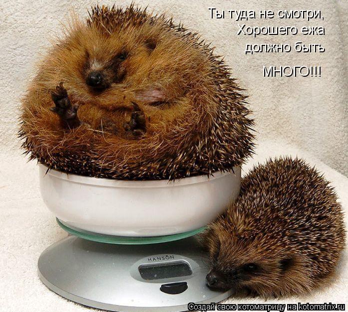 Ты туда не смотри, Хорошего ежа должно быть МНОГО!!!... Котоматрица: Ты туда не смотри, Хорошего ежа должно быть МНОГО!!!