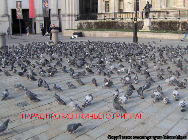 ПАРАД ПРОТИВ ПТИЧЬЕГО ГРИППА!... Котоматрица: ПАРАД ПРОТИВ ПТИЧЬЕГО ГРИППА!