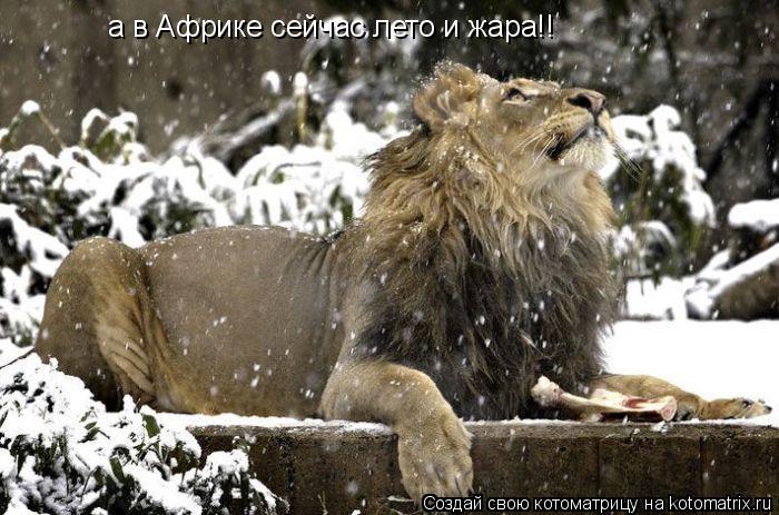 а в Африке сейчас лето и жара!!... Котоматрица: а в Африке сейчас лето и жара!!