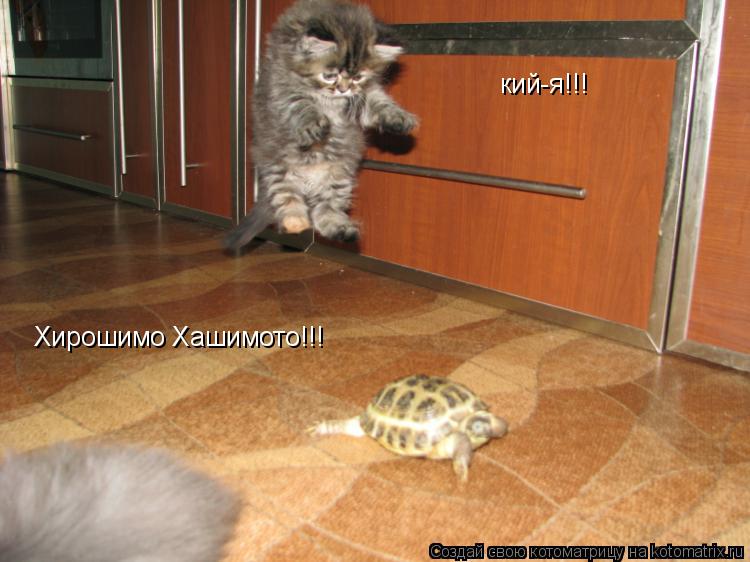 кий-я!!! Хирошимо Хашимото!!!... Котоматрица: кий-я!!! Хирошимо Хашимото!!!