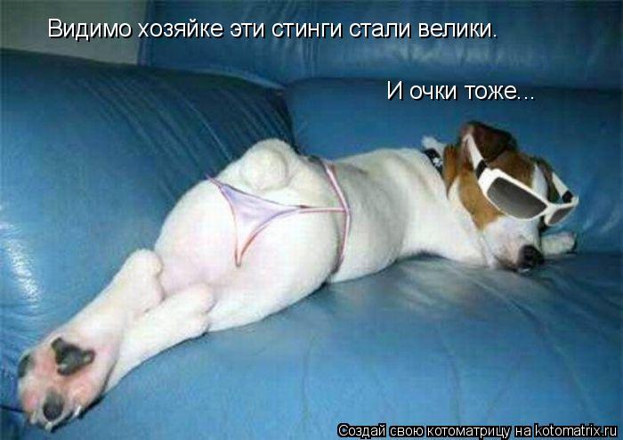 Видимо хозяйке эти стинги стали велики. И очки тоже...... Котоматрица: Видимо хозяйке эти стинги стали велики. И очки тоже...