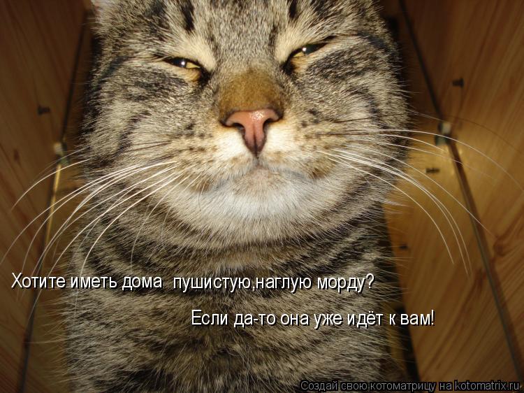 Хотите иметь дома пушистую,наглую морду? Если да-то она уже идёт к вам!... Котоматрица: Хотите иметь дома пушистую,наглую морду? Если да-то она уже идёт к вам!
