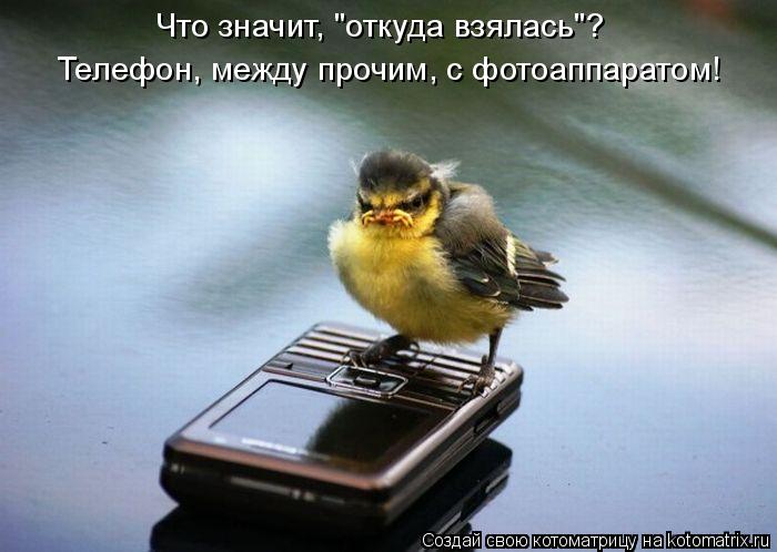 Что значит, "откуда взялась"? Телефон, между прочим, с фотоаппаратом!... Котоматрица: Что значит, "откуда взялась"? Телефон, между прочим, с фотоаппаратом!