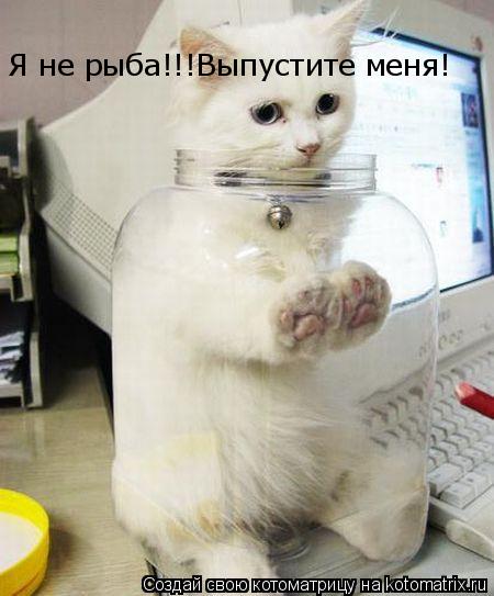 Я не рыба!!!Выпустите меня!... Котоматрица: Я не рыба!!!Выпустите меня!